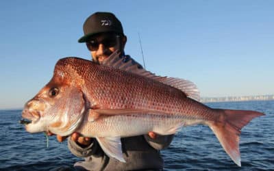 Episode 43: Gold Coast Snapper With Nabeel Issa