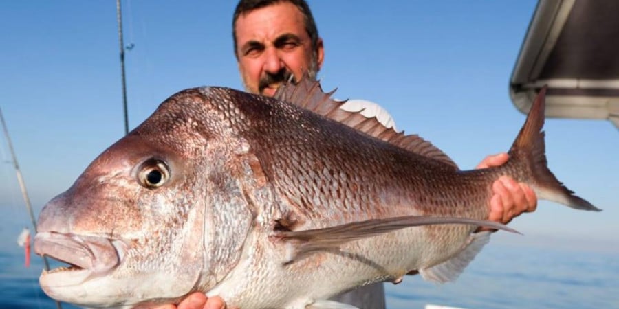 Episode 73: Perth Snapper With Allan Bevan