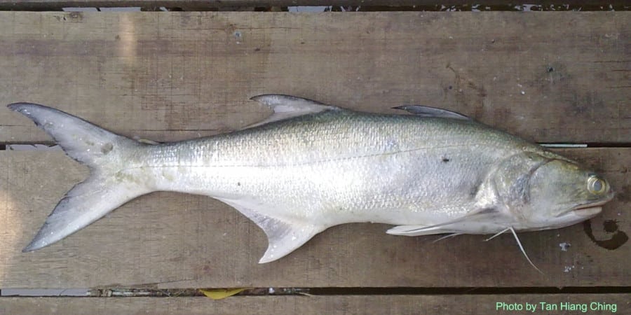 Episode 89: Broome Blue Nosed Threadfin With Mark Bantich
