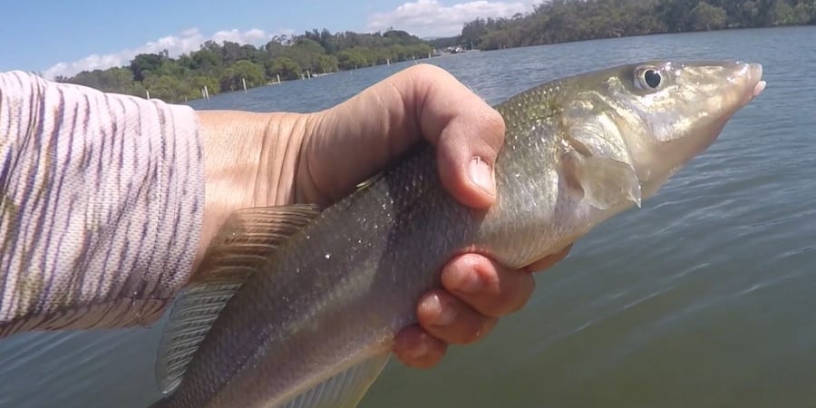 Episode 120: Lake Cathie Whiting With Karl Attenborough