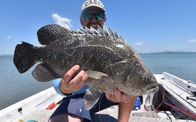 Episode 163: Gladstone Tripletail With Dan Powell