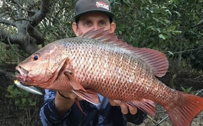 Episode 198: Gold Coast Mangrove Jack With Shaggy Seghers