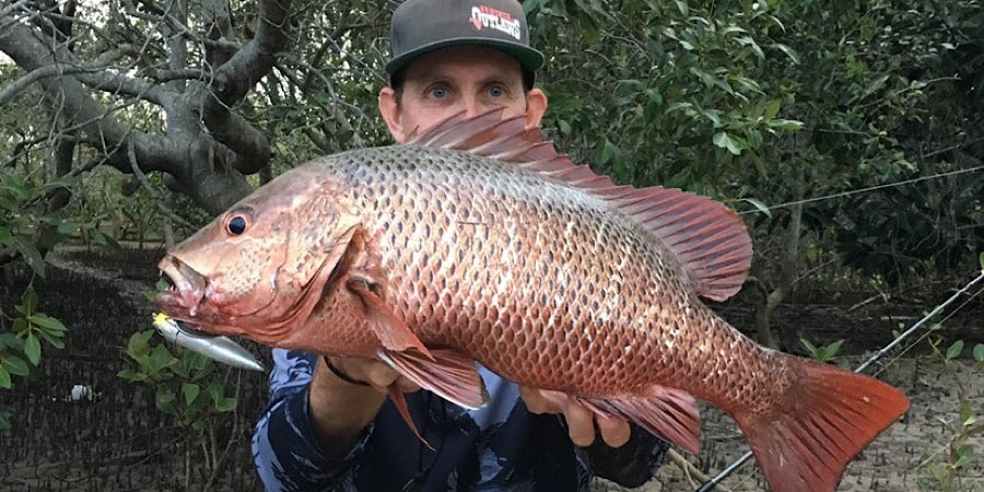 Episode 198: Gold Coast Mangrove Jack With Shaggy Seghers