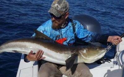 Episode 201: Hervey Bay Cobia With Shaun Taylor