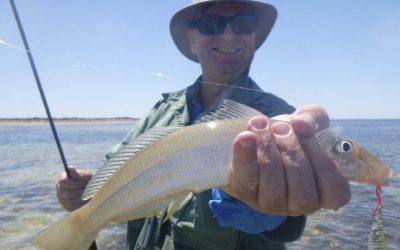 Episode 231: Gulf St Vincent Whiting With David Hall
