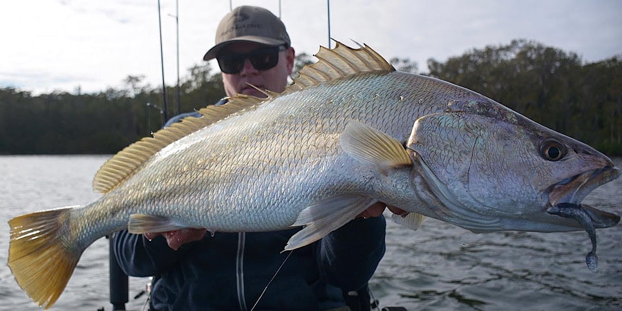 Episode 258: NSW Central Coast Jewfish With Leon Gaston