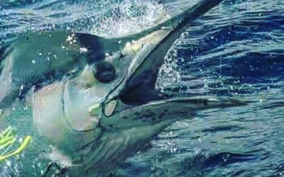 Episode 267: NSW Central Coast Striped Marlin With Jay Huxley