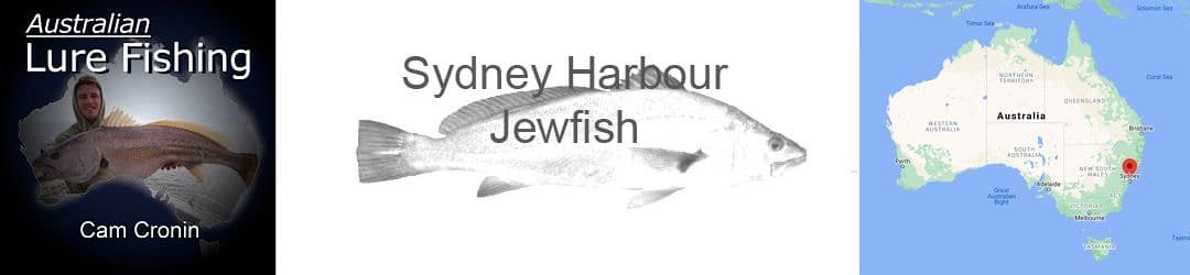 Sydney Habrour Jewfish With Cam Cronin