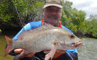Episode 332: Townsville Mangrove Jack With Hodgie