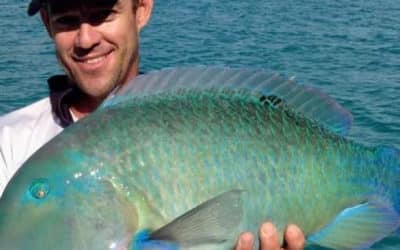 Episode 354: Airlie Beach Tuskfish With Tony Bygrave
