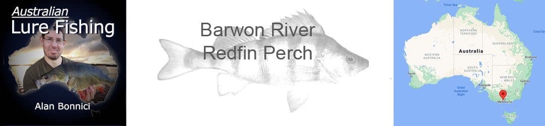 Barwon River Redfin Perch Alan Bonnici