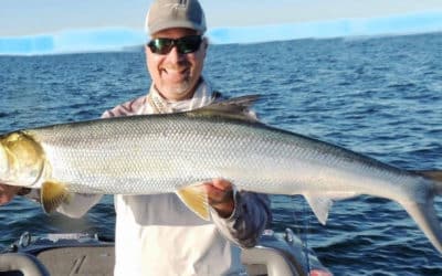 Episode 380: Tin Can Bay Giant Herring With Peter Herbst