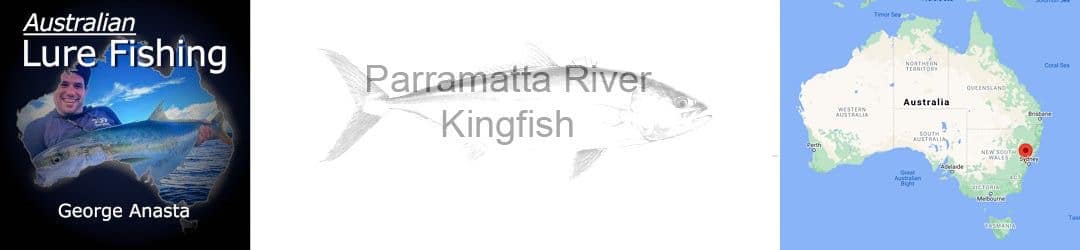 Parramatta River Kingfish With George Anasta
