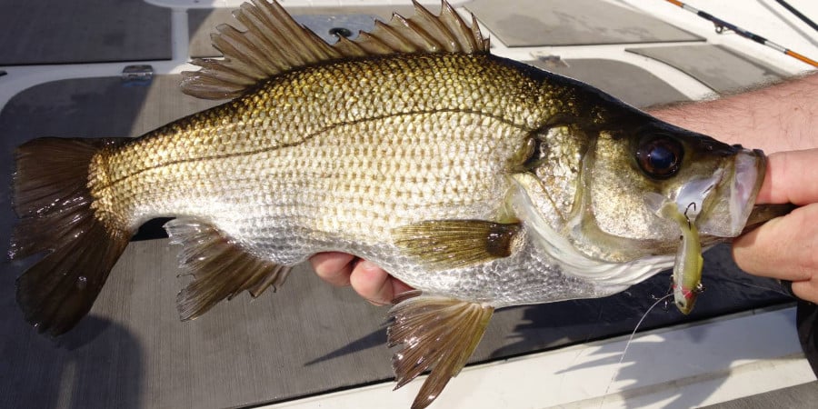 Episode 435: Melbourne Estuary Perch With Lee Rayner