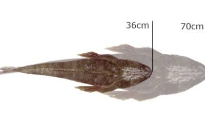 Episode 448: Please Support A Slot Size Limit For Dusky Flathead In NSW