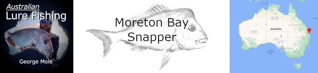 Moreton Bay snapper on hard bodies with George Mole