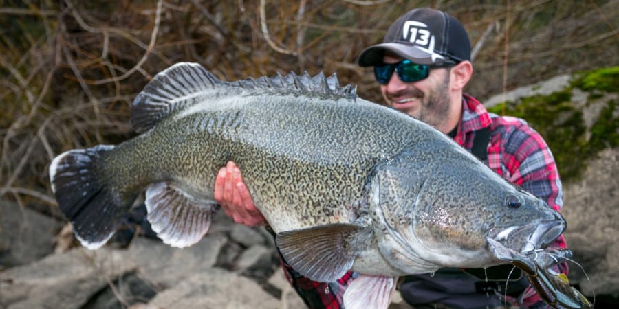 Episode 485: Canberra Murray Cod With Aaron Hill