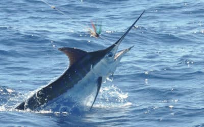Episode 488: Blue Marlin With Glen Booth