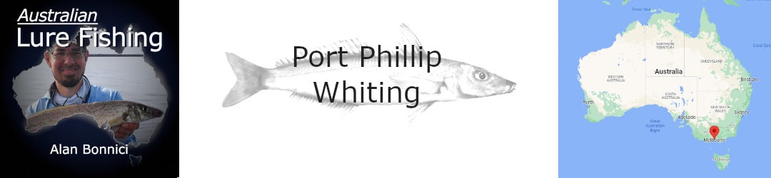 Port Phillip Bay Kayak Whiting With Alan Bonnici