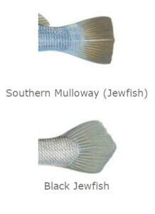 Mulloway fishing: southern mulloway vs black jewfish tail