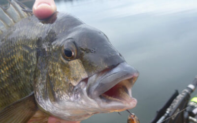 Mastering Bemm River Bream: Expert Tips from a Tournament Champion