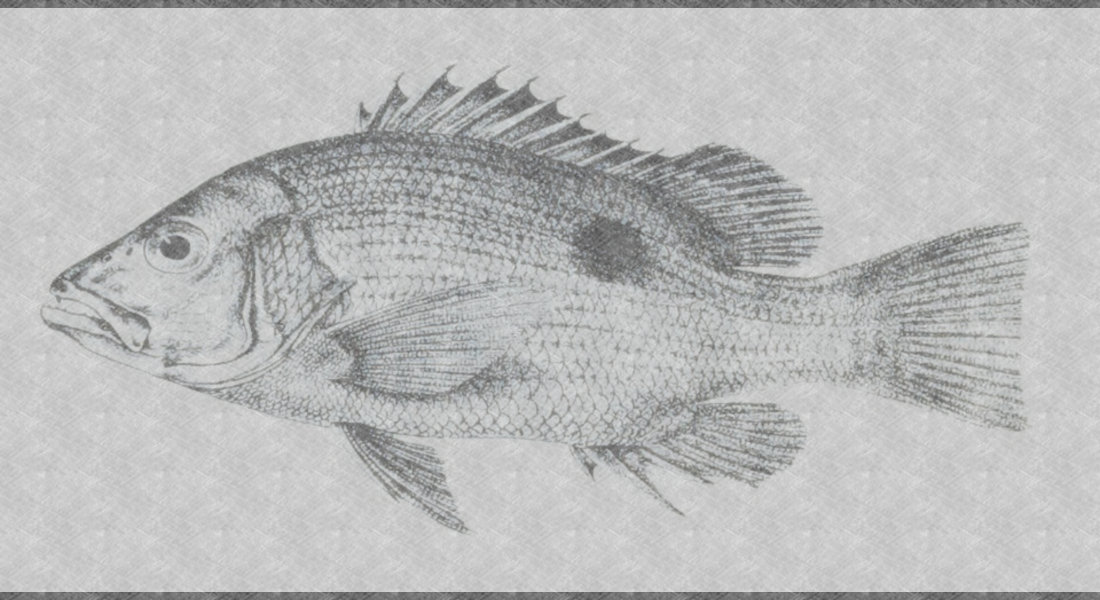 Fingermark Fishing (Golden Snapper)
