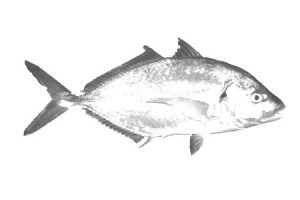 Silver trevally